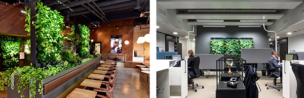 Naava viherseinät 1